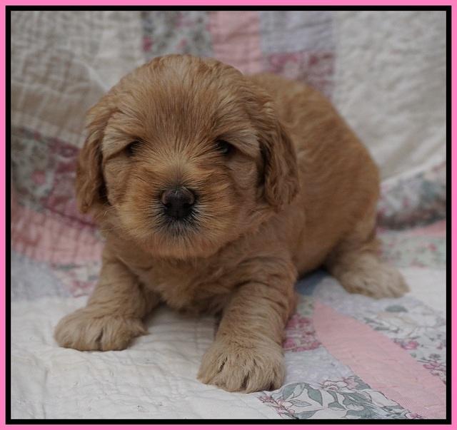 Callie Parson pups 4 wks old 151