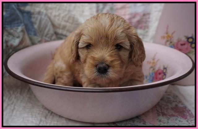 Callie Parson pups 4 wks old 161