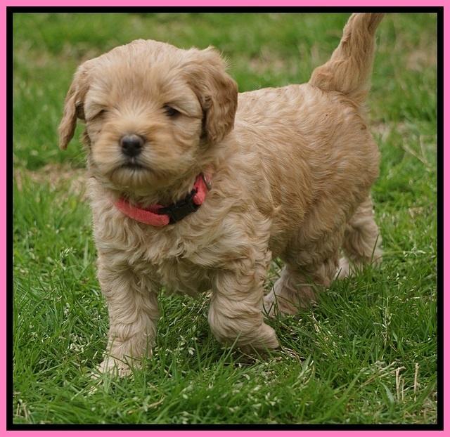 Callie Parson pups 5 wks old 161