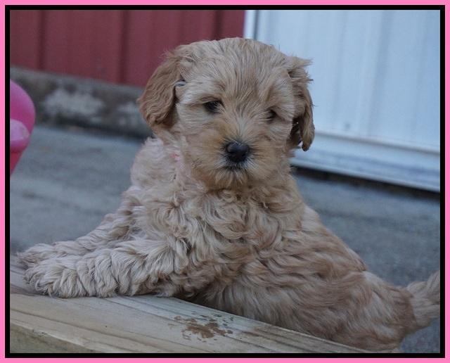 Callie Parson pups 6 wks old 271