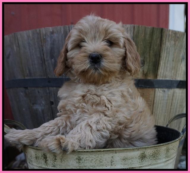 Callie Parson pups 7 wks old 121