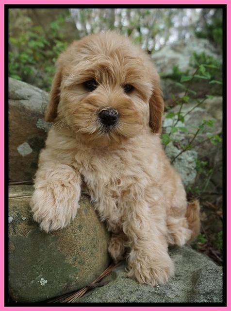 Callie Parson pups 8 wks old 21