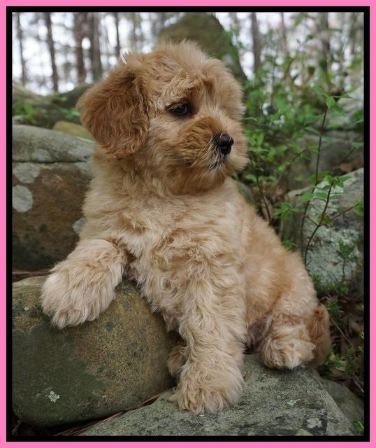 Callie Parson pups 8 wks old 31