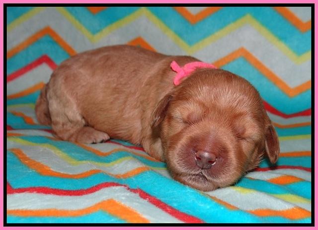 Callie Parson pups one week old 81