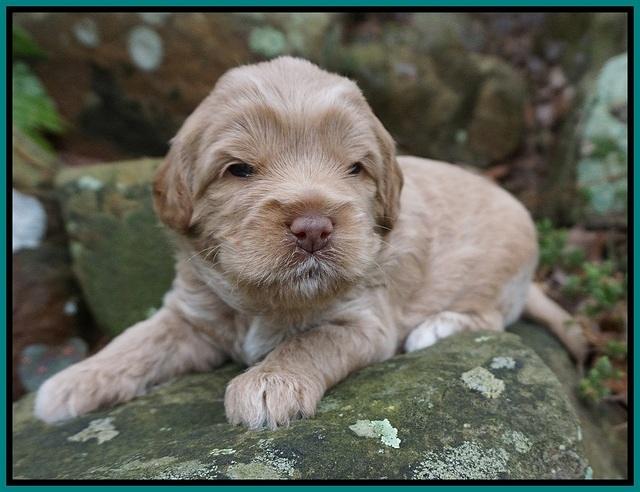 Callie Parson pups 3 wks old 131