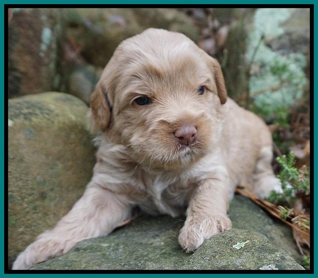 Callie Parson pups 3 wks old 141