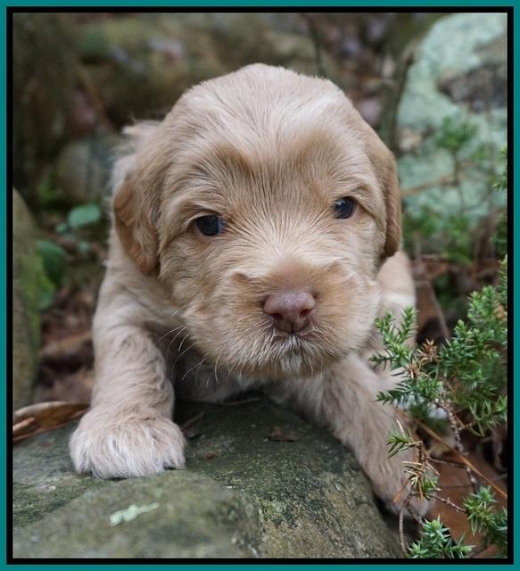 Callie Parson pups 3 wks old 151