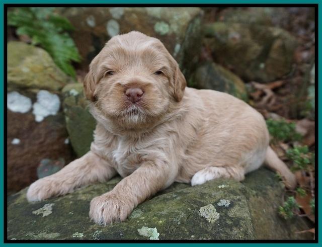 Callie Parson pups 3 wks old 161