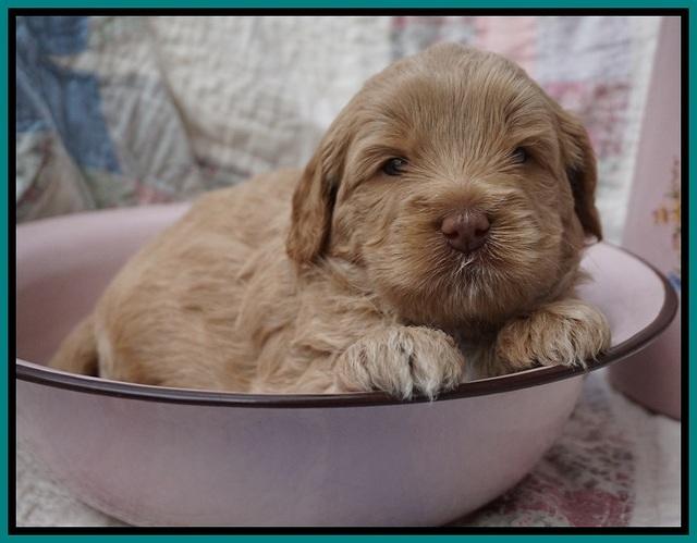 Callie Parson pups 4 wks old 191