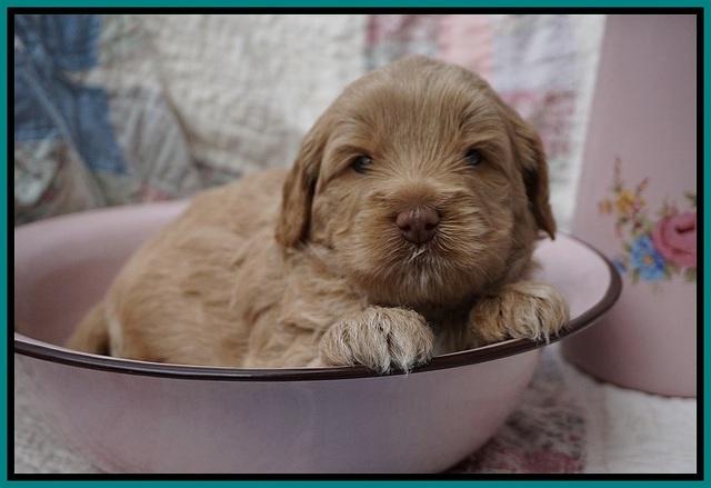 Callie Parson pups 4 wks old 221