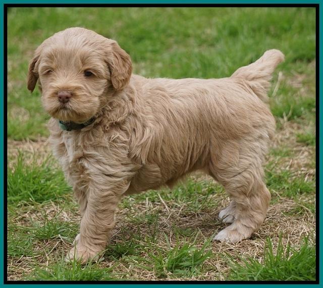 Callie Parson pups 5 wks old 191