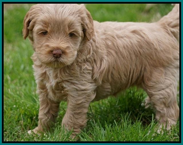 Callie Parson pups 5 wks old 211