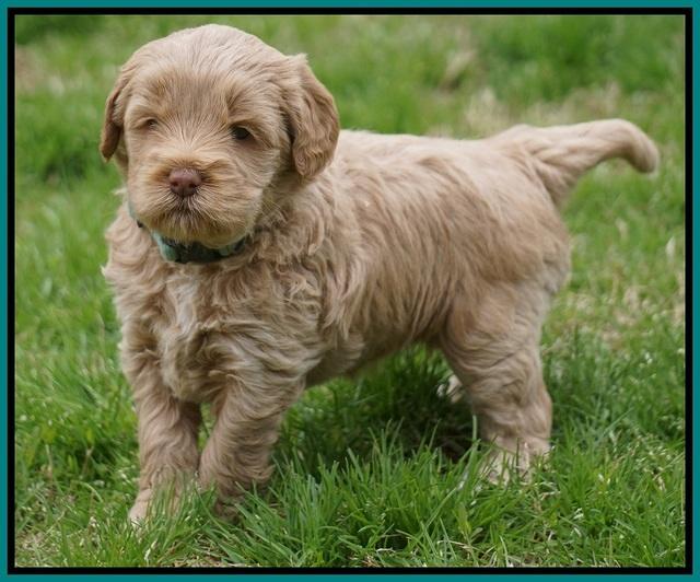 Callie Parson pups 5 wks old 221