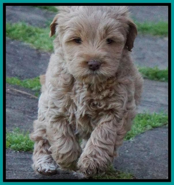 Callie Parson pups 6 wks old 281