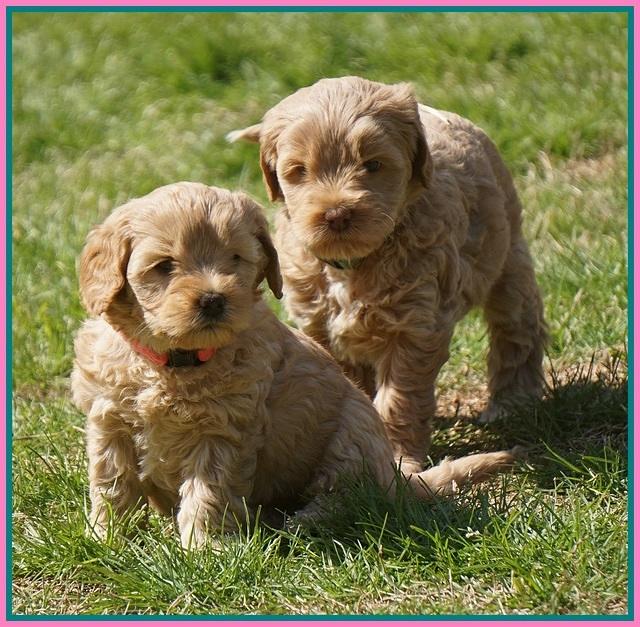 Callie Parson pups 6 wks old 311