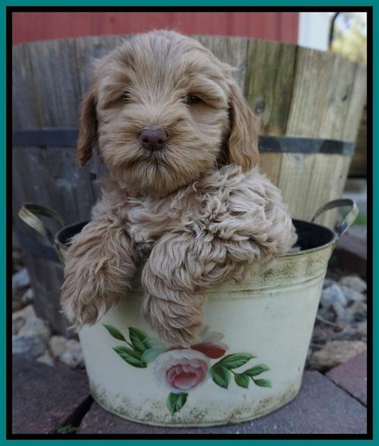 Callie Parson pups 7 wks old 161