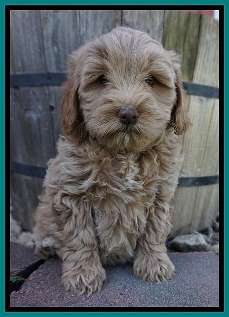 Callie Parson pups 7 wks old 171