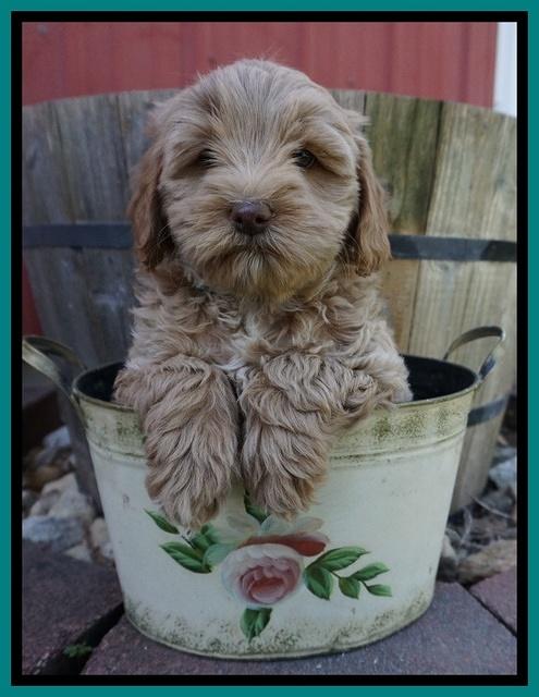 Callie Parson pups 7 wks old 181