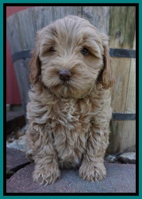 Callie Parson pups 7 wks old 191