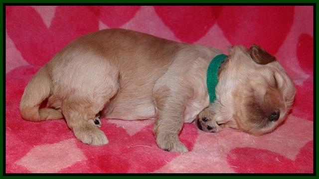 Callie Parson pups 2 wks old 211