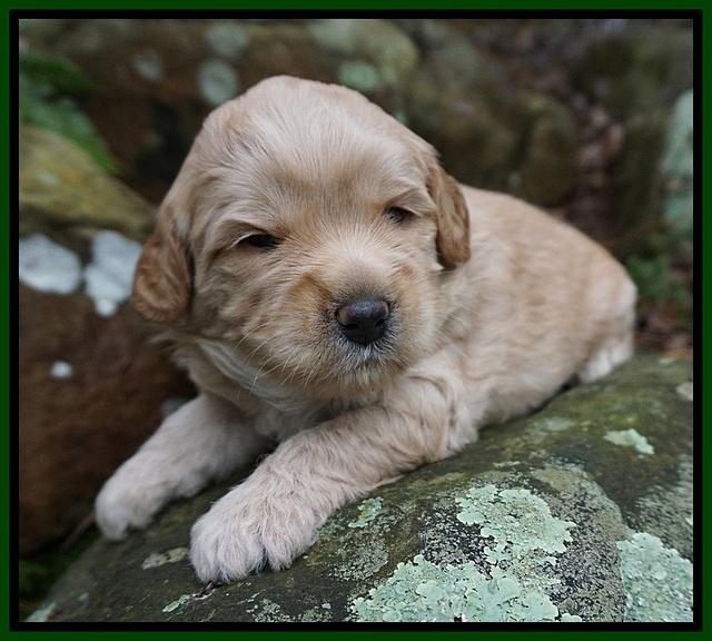Callie Parson pups 3 wks old 171
