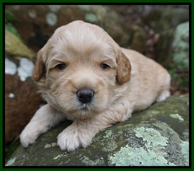 Callie Parson pups 3 wks old 181