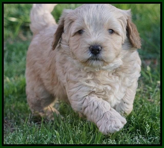 Callie Parson pups 5 wks old 251
