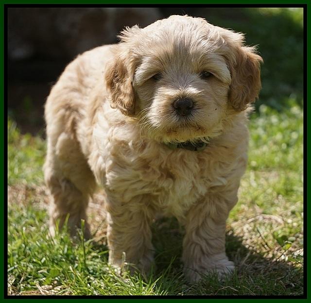 Callie Parson pups 6 wks old 331