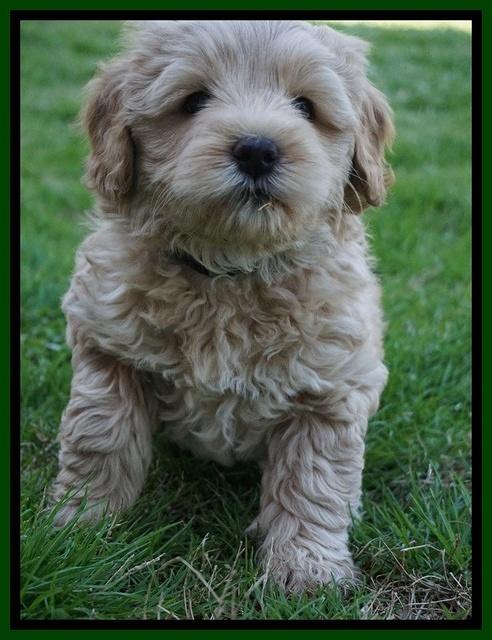 Callie Parson pups 6 wks old 341