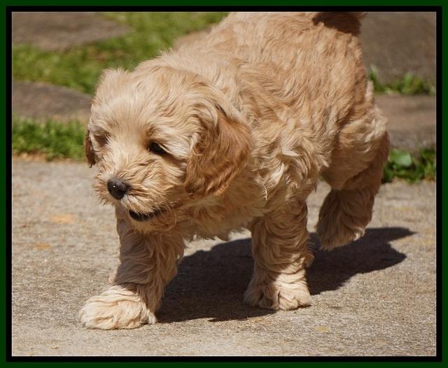 Callie Parson pups 6 wks old 361