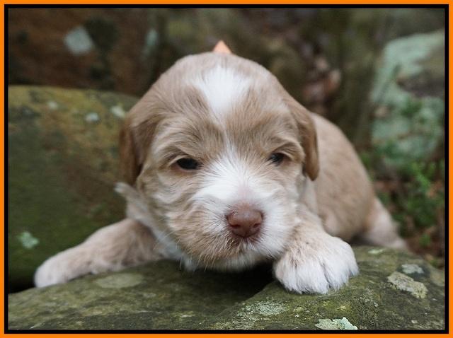 Callie Parson pups 3 wks old 221