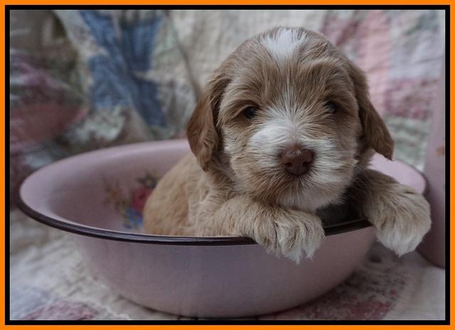 Callie Parson pups 4 wks old 271