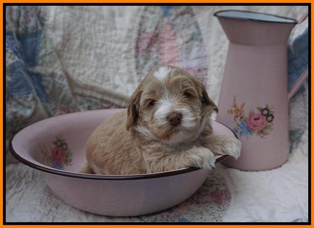 Callie Parson pups 4 wks old 291