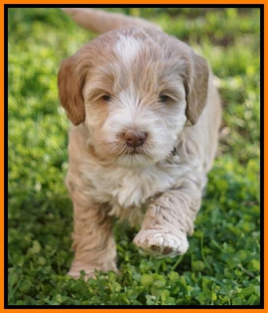 Callie Parson pups 5 wks old 311