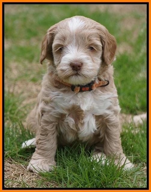 Callie Parson pups 5 wks old 341