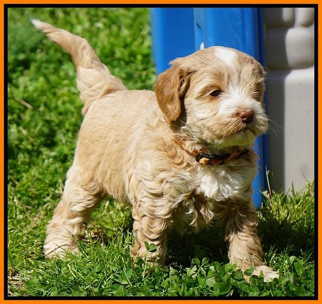 Callie Parson pups 6 wks old 401