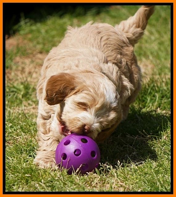 Callie Parson pups 6 wks old 431