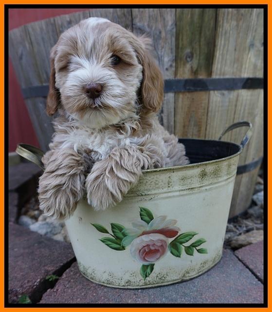 Callie Parson pups 7 wks old 231