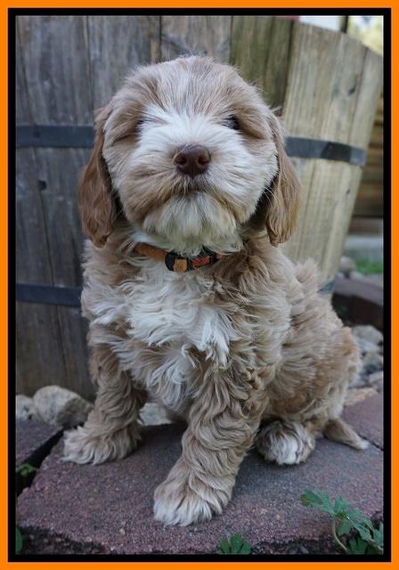 Callie Parson pups 7 wks old 261