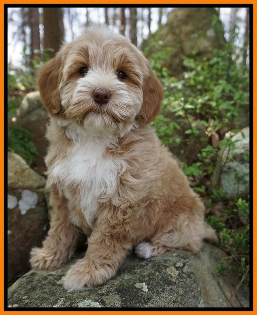 Callie Parson pups 8 wks old 71