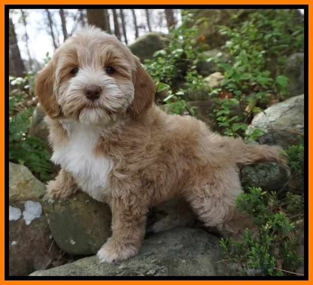 Callie Parson pups 8 wks old 81