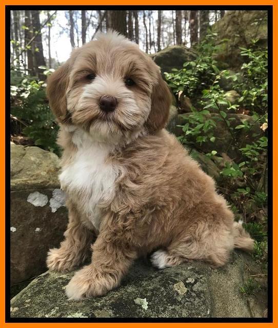 Callie Parson pups 8 wks old 91