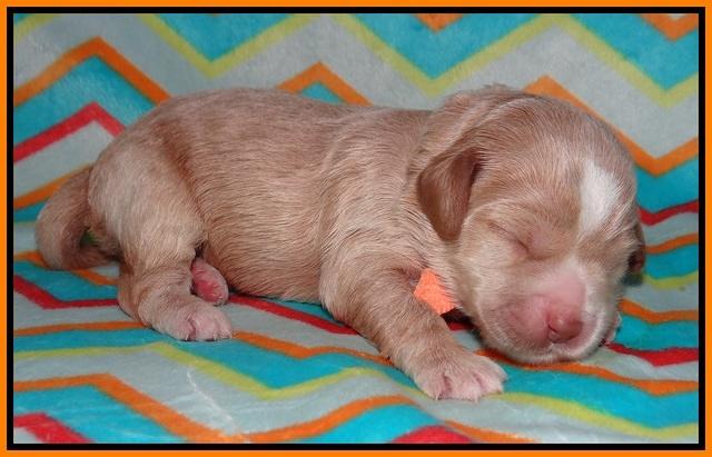 Callie Parson pups one week old 141
