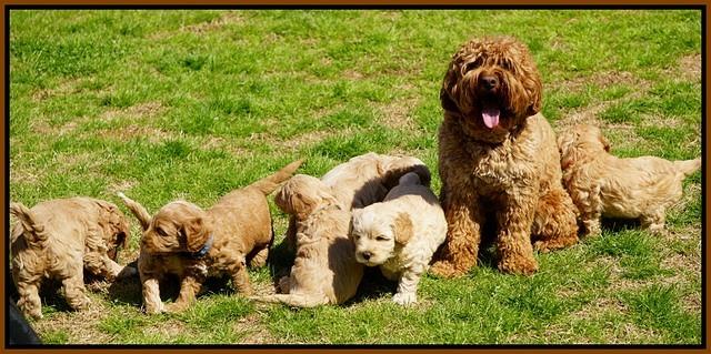 Callie Parson pups 6 wks old 21