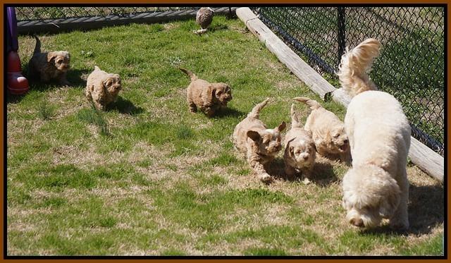 Callie Parson pups 6 wks old 461