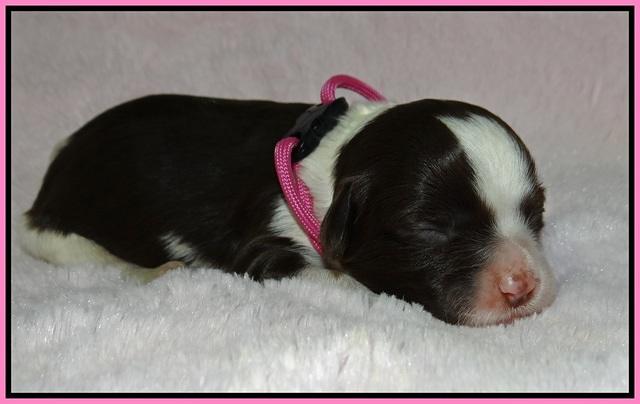Fanny AJ pups 1 wk old 2!