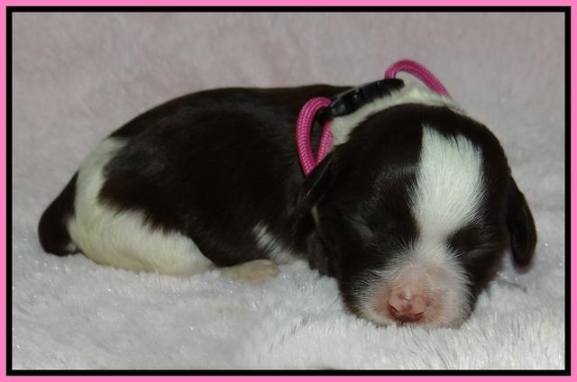 Fanny AJ pups 1 wk old 3!