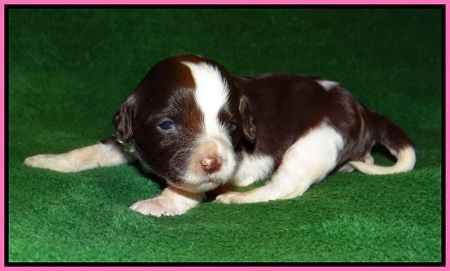 Fanny AJ pups 2 wks old 12