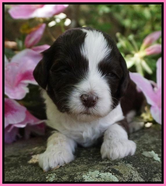 Fanny AJ pups 3 wks old 32