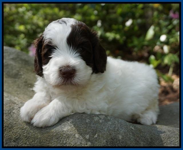 Fanny AJ pups 4 wks old 21